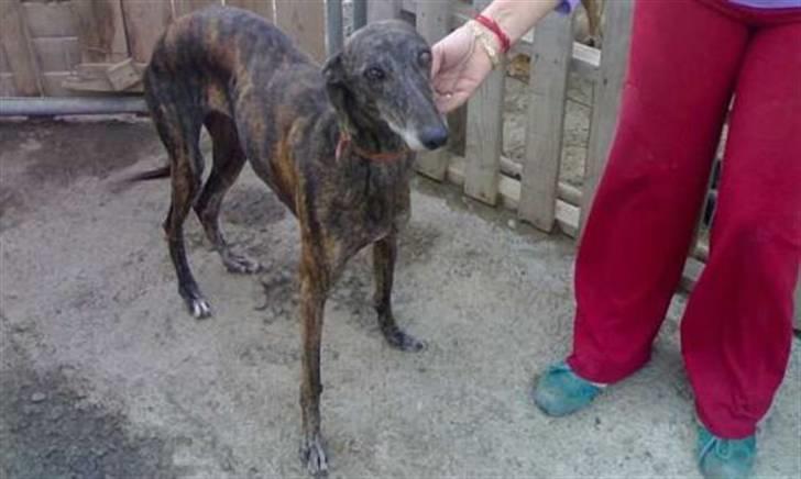 Galgo español Himmelhund Sade - da hun stadig var i Spanien billede 11