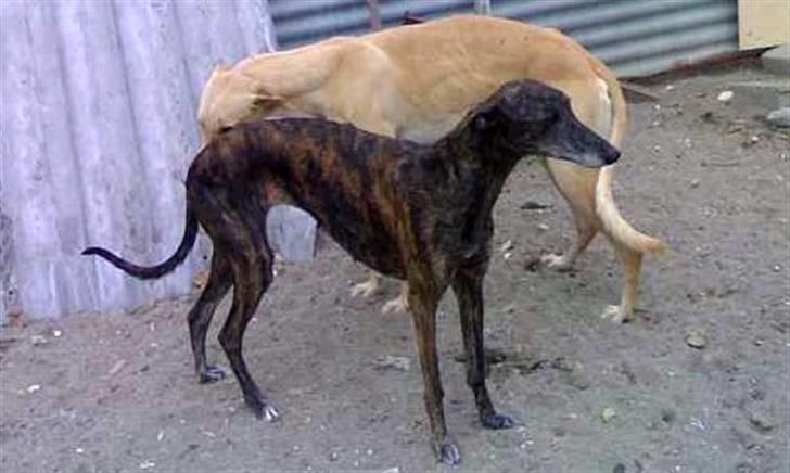 Galgo español Himmelhund Sade - da hun stadig var i Spanien billede 12