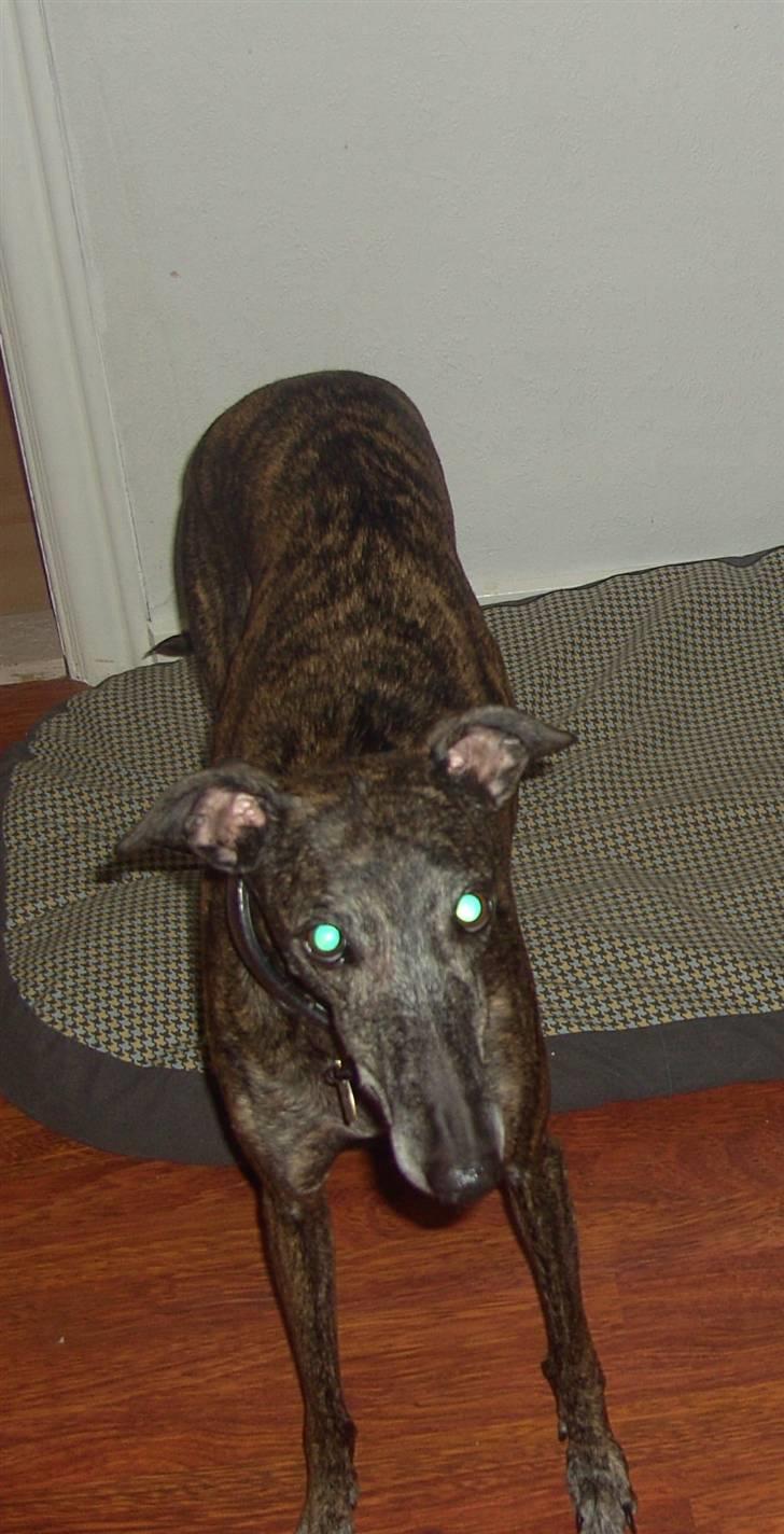 Galgo español Himmelhund Sade billede 13