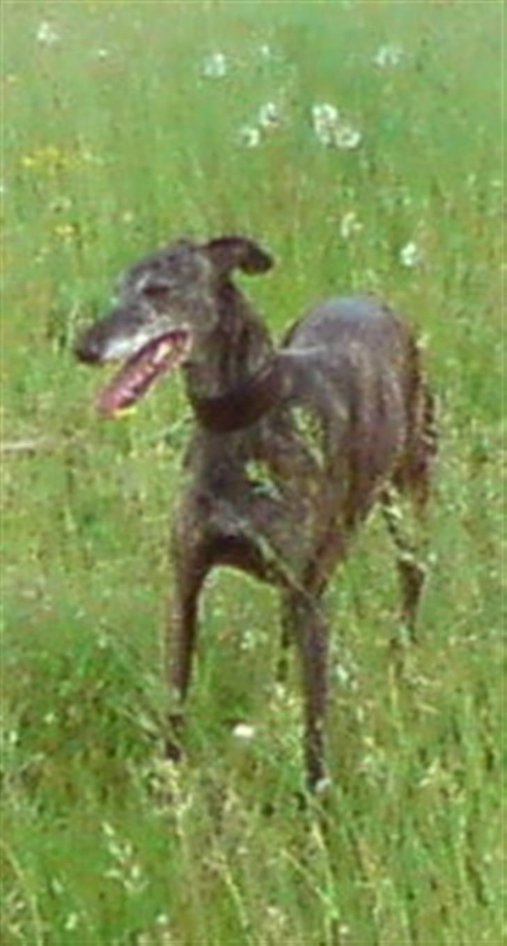 Galgo español Himmelhund Sade billede 14