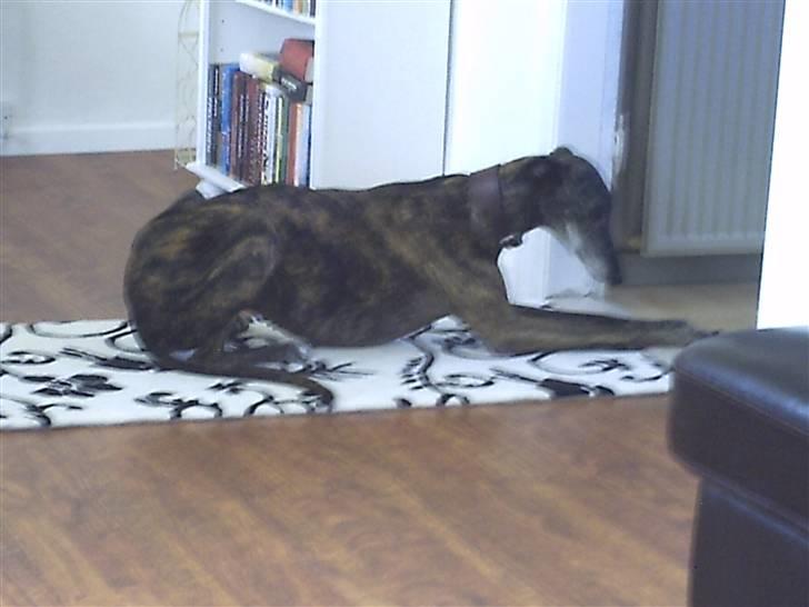 Galgo español Himmelhund Sade billede 15