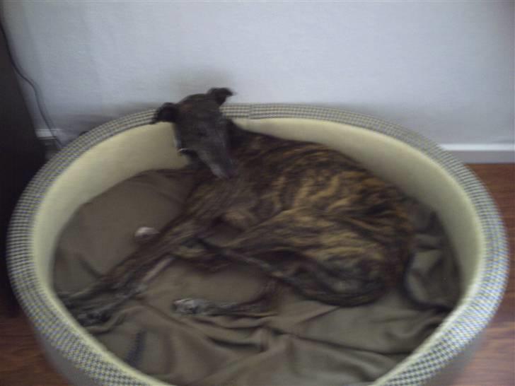 Galgo español Himmelhund Sade billede 16