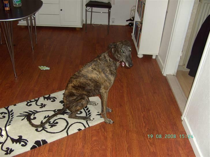 Galgo español Himmelhund Sade billede 17