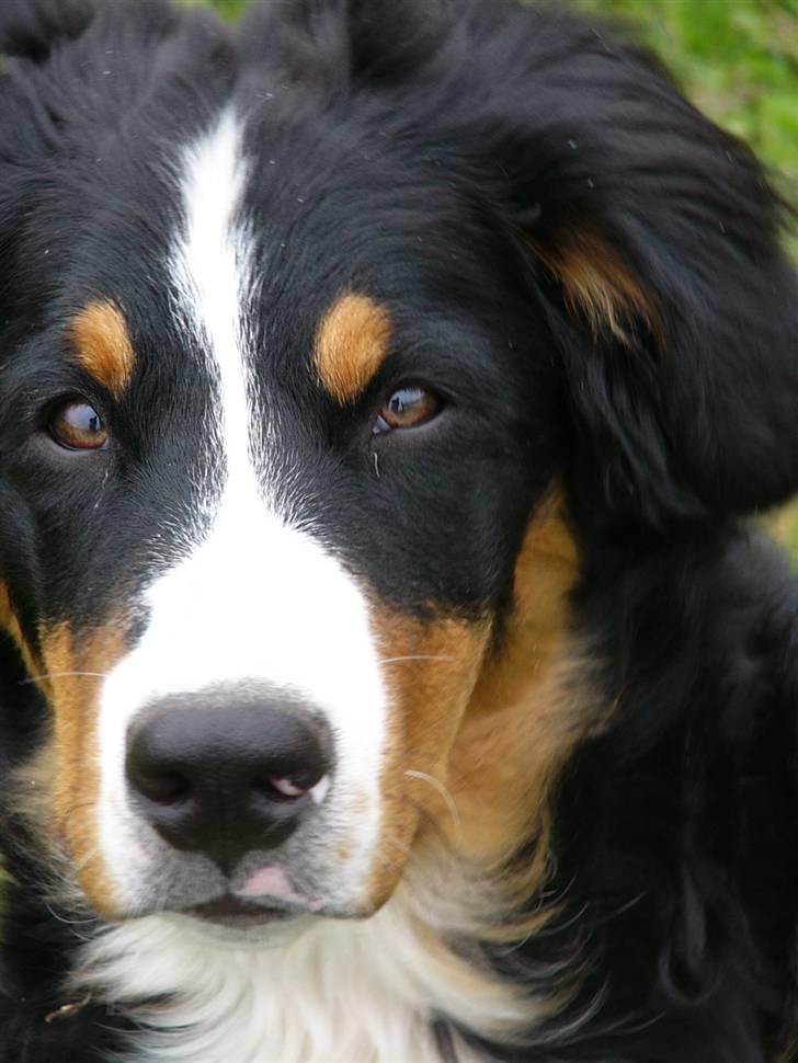 Berner sennenhund Freja - Freja d.8 majl 2010. 21 uger og 1 dag gammel. billede 3