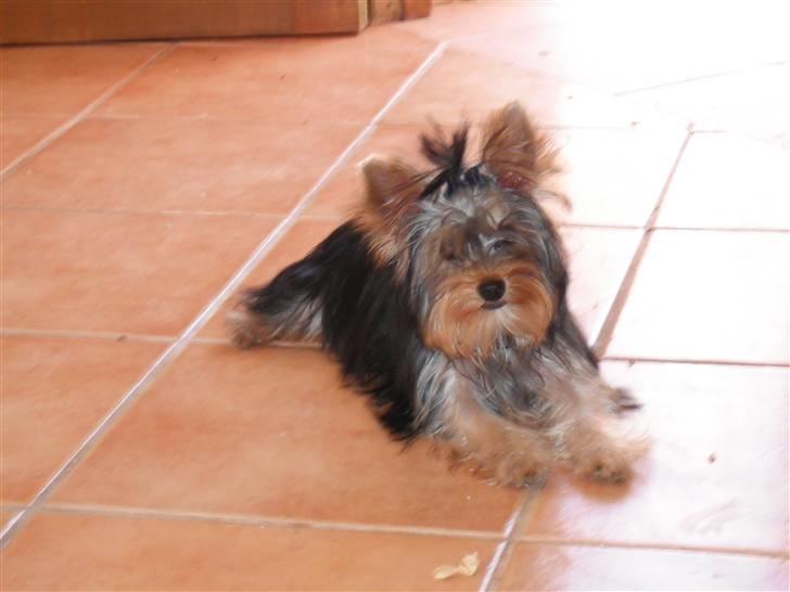 Yorkshire terrier bob billede 2