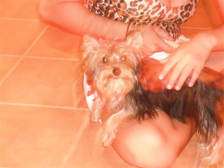Yorkshire terrier bob billede 3