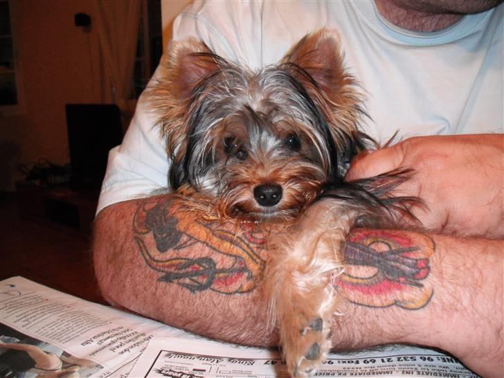 Yorkshire terrier bob billede 4
