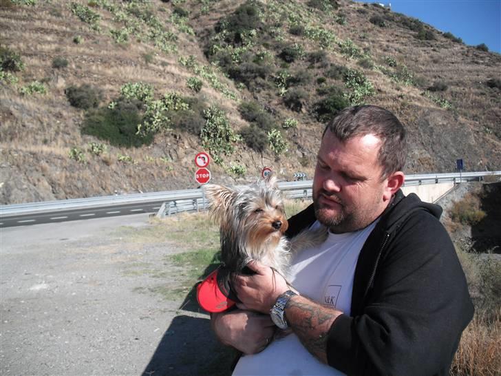 Yorkshire terrier bob billede 5
