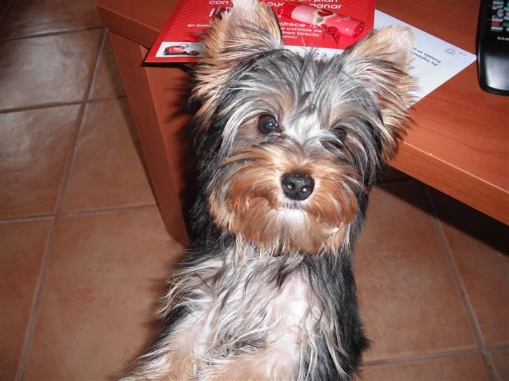 Yorkshire terrier bob billede 6