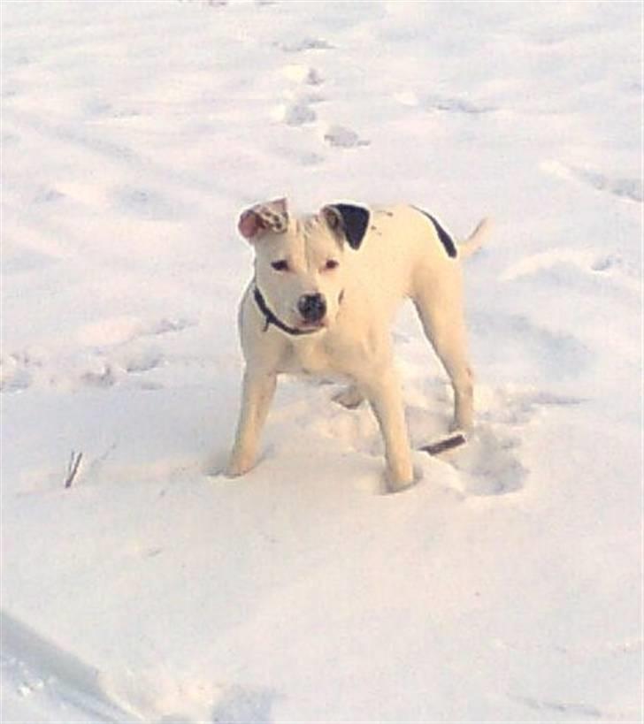 Amerikansk staffordshire terrier Jessy billede 1