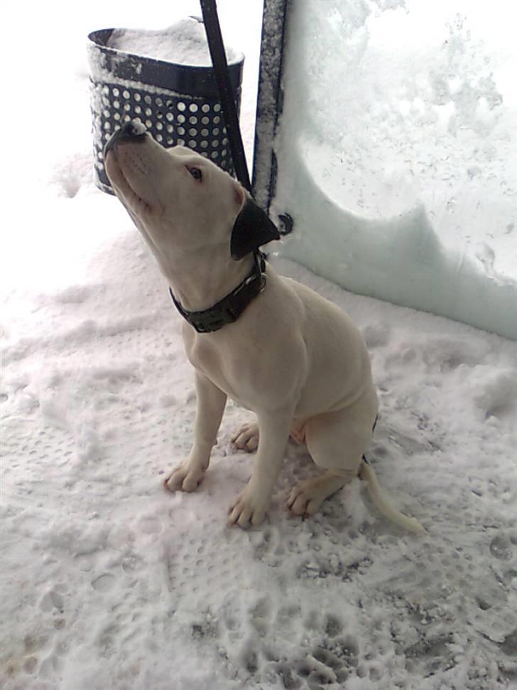 Amerikansk staffordshire terrier Jessy billede 2