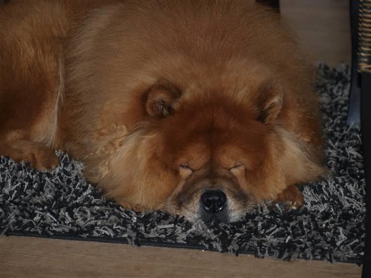 Chow chow Max billede 11