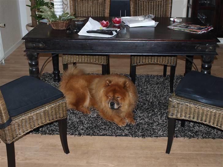 Chow chow Max billede 12