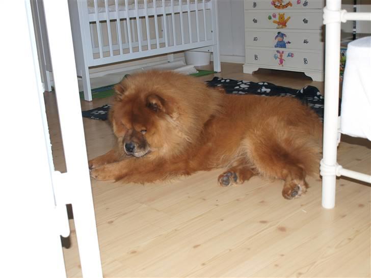 Chow chow Max billede 13
