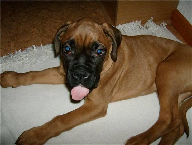 Boxer Lucca billede 3