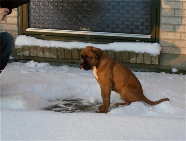 Boxer Lucca billede 2