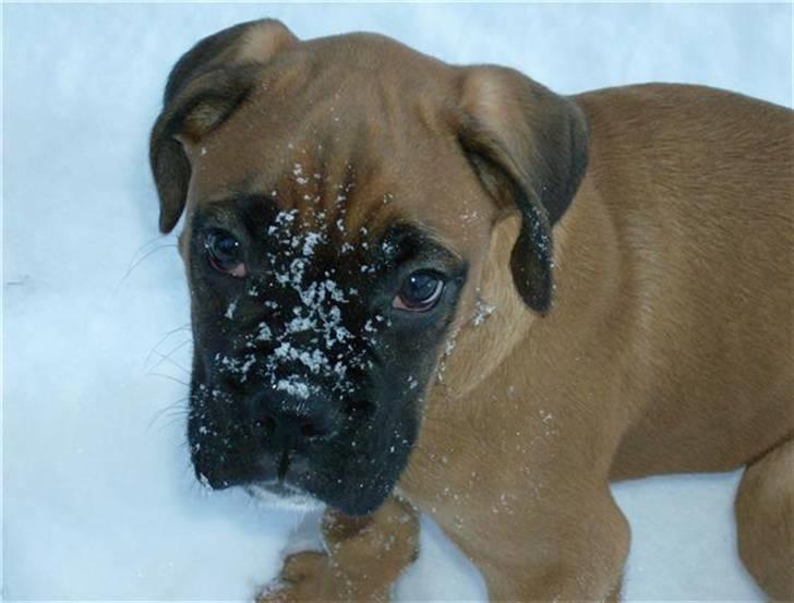 Boxer Lucca billede 4