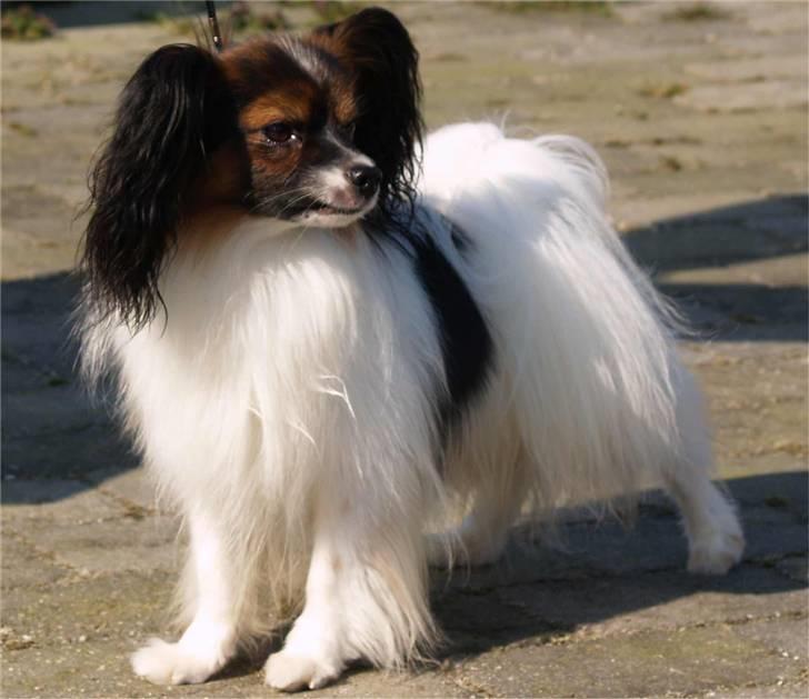 Papillon Dolly Parton - Dollys far billede 19