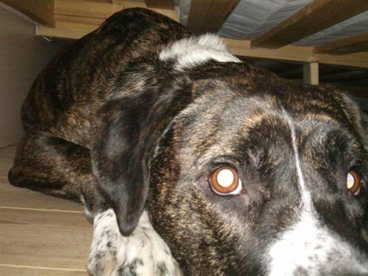 Blanding af racer Constantin billede 13