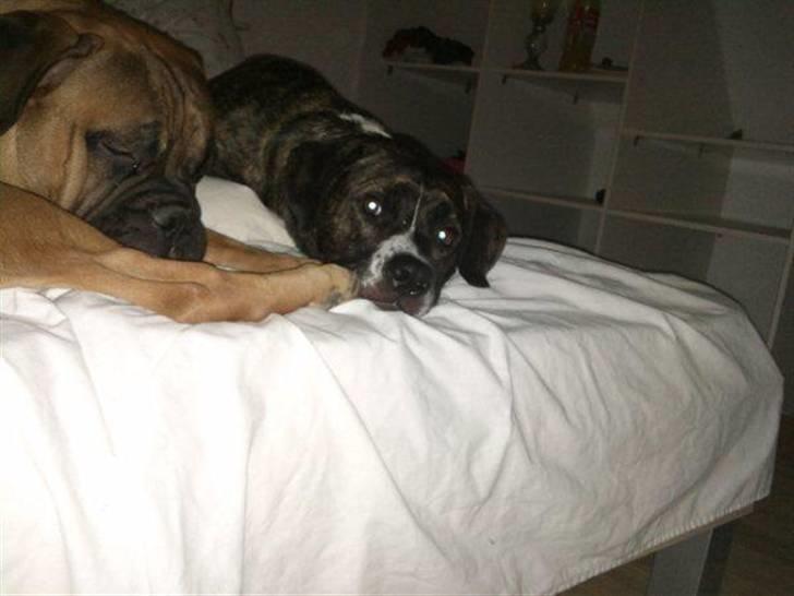 Blanding af racer Constantin billede 14