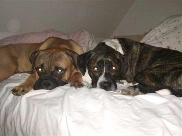 Blanding af racer Constantin billede 15