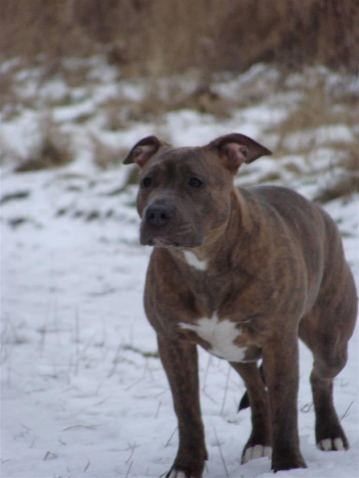 Amerikansk staffordshire terrier Raja billede 14