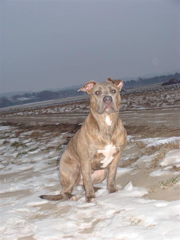 Amerikansk staffordshire terrier Raja billede 15
