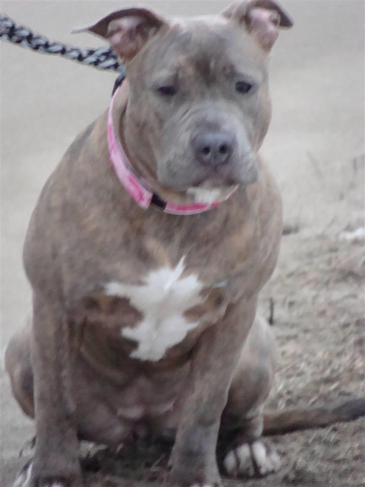 Amerikansk staffordshire terrier Raja billede 16