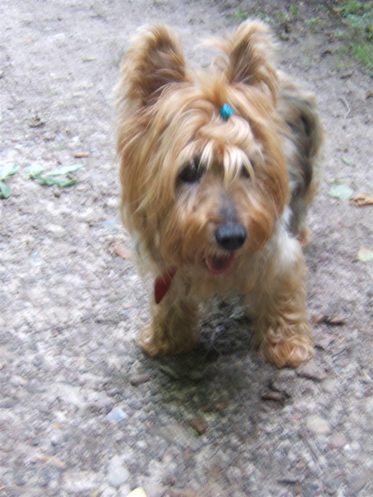 Australsk terrier Emma Himmelhund - Emma Evigglad på tur i Bernsstoffparken billede 16