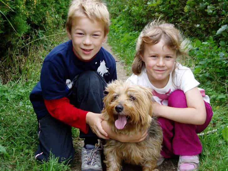 Australsk terrier Emma Himmelhund - Emma med min datters 2 små søskende i 2004. Jeg synes hun ligner Luka så meget på det billede billede 18