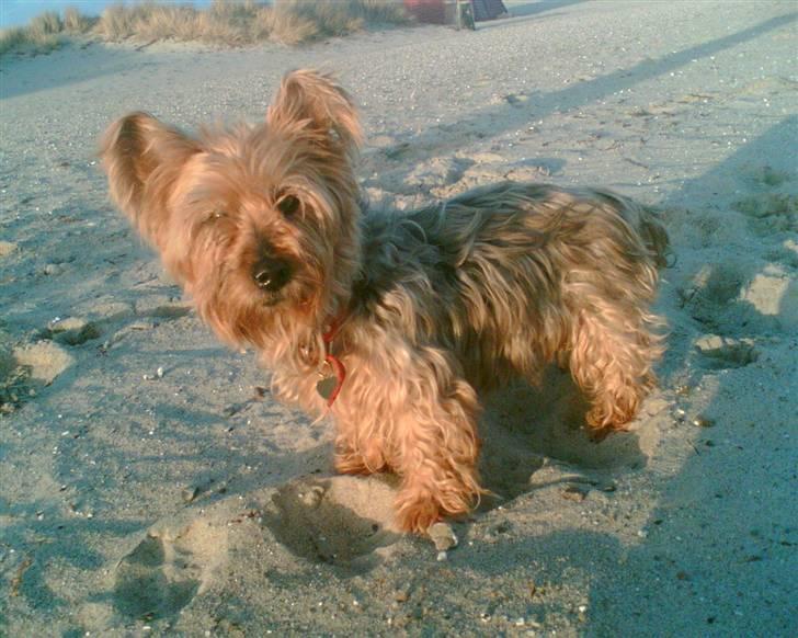 Australsk terrier Emma Himmelhund - Emma var med på stranden, når vi var i sommerhus billede 19