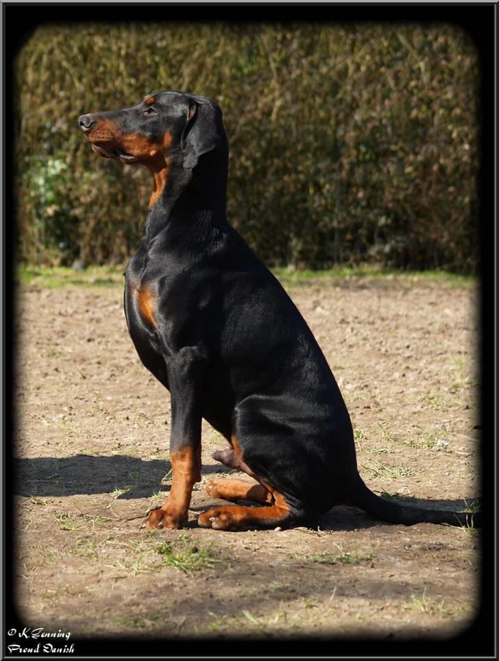 Dobermann Mighty Triton V Masterhof billede 17