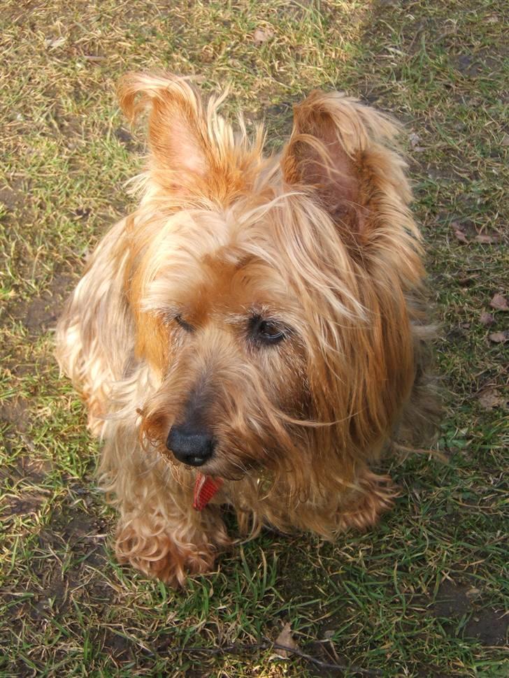 Australsk terrier Emma Himmelhund - Emma med på skovtur billede 20