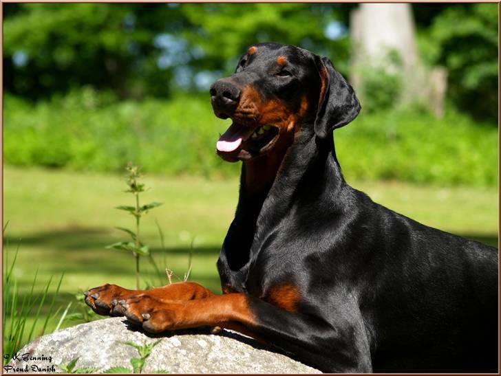 Dobermann Mighty Triton V Masterhof billede 18