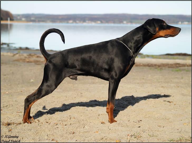 Dobermann Mighty Triton V Masterhof - 1 år billede 19