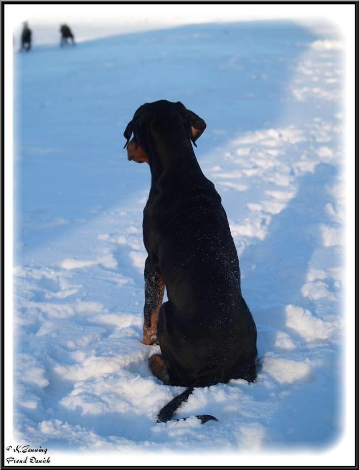 Dobermann Mighty Triton V Masterhof - Helt alene.............. billede 20