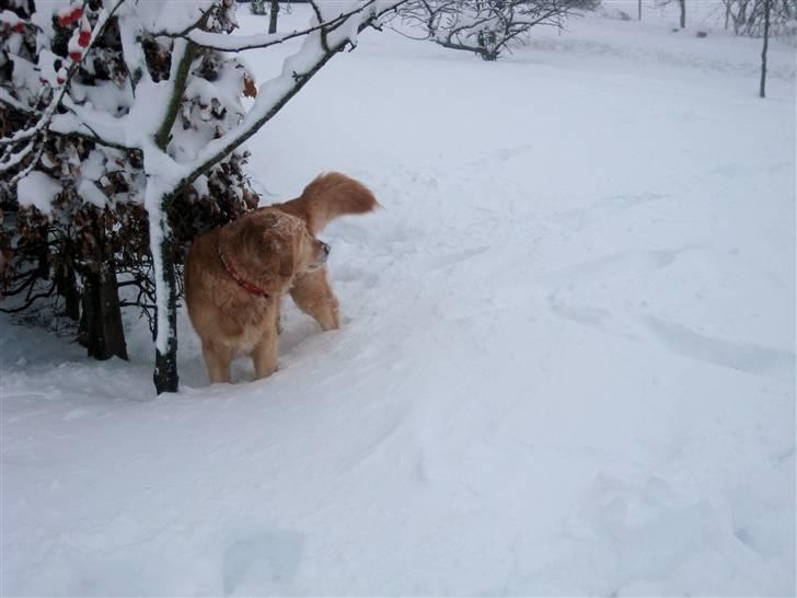 Golden retriever Mille - wow der er altså meget sne (2009) billede 9