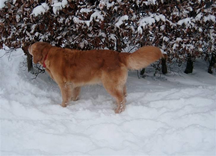 Golden retriever Mille - December 2009 billede 10