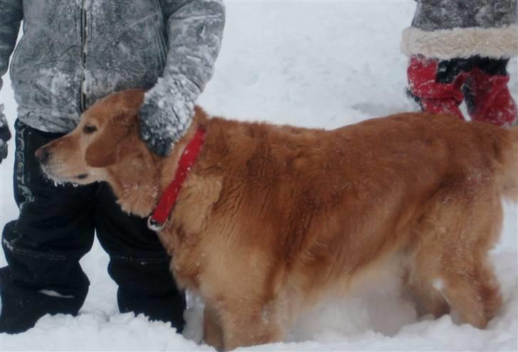 Golden retriever Mille - December 2009 billede 11