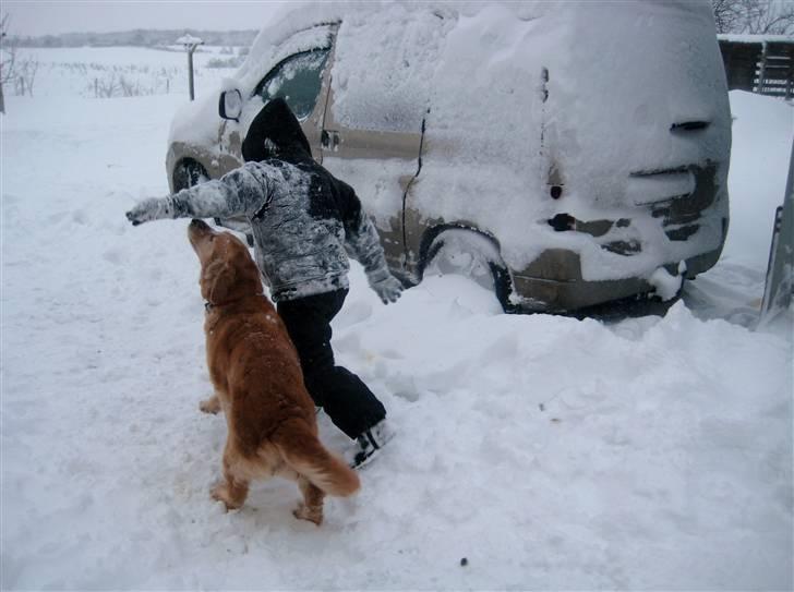 Golden retriever Mille - wiiiiiiiiiiii nu skal Jonas og jeg ud og lege i sne (2009) billede 12