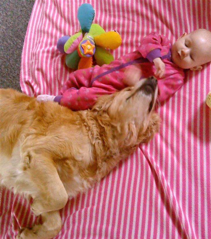 Golden retriever Mille - Der er dømt hygge med baby Alina billede 13