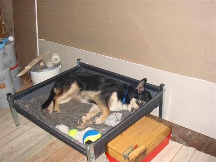 Blanding af racer Lenja billede 3