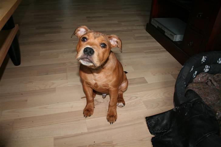 Staffordshire bull terrier Miloševic    (Milo) billede 10