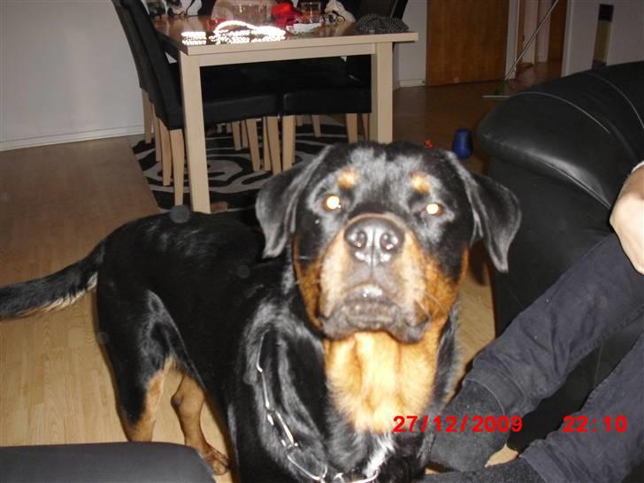 Rottweiler Armani - ja hej du billede 5