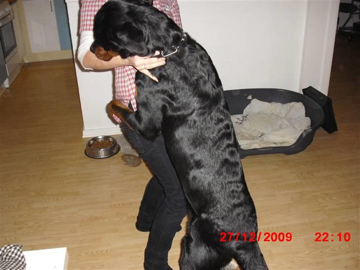 Rottweiler Armani - helt oppe at køre billede 6