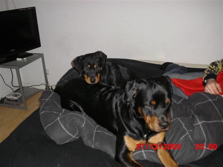 Rottweiler Armani - hvor sødt billede 7