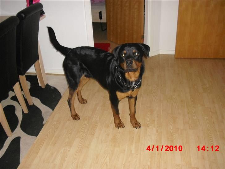 Rottweiler Armani - :) billede 8