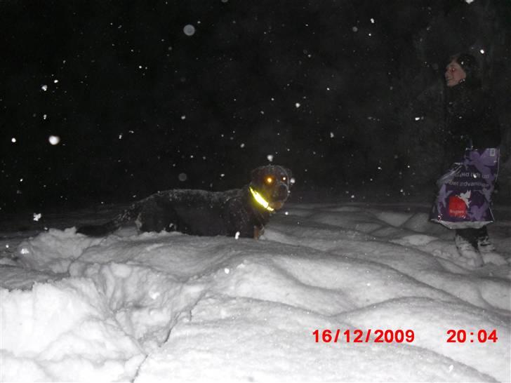 Rottweiler Armani - ude i den dybe sne og gå tur billede 9