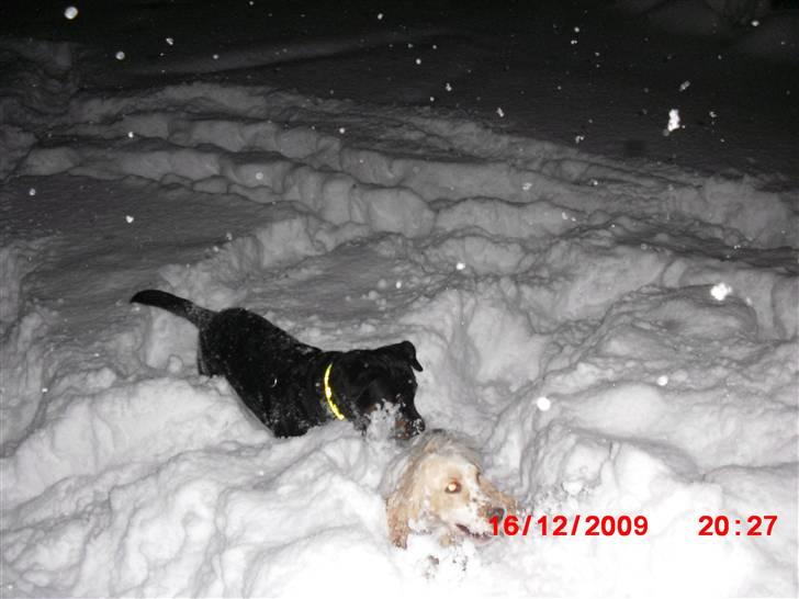 Rottweiler Armani - vælter rundt i sneen med sin legekammerat billede 10