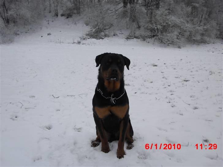 Rottweiler Armani - så flot en hund jeg er billede 11